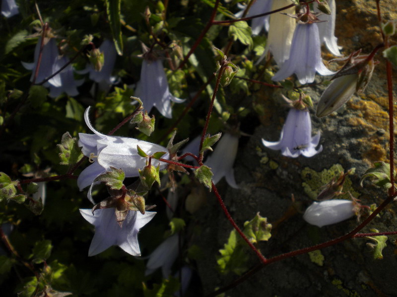 Campanula